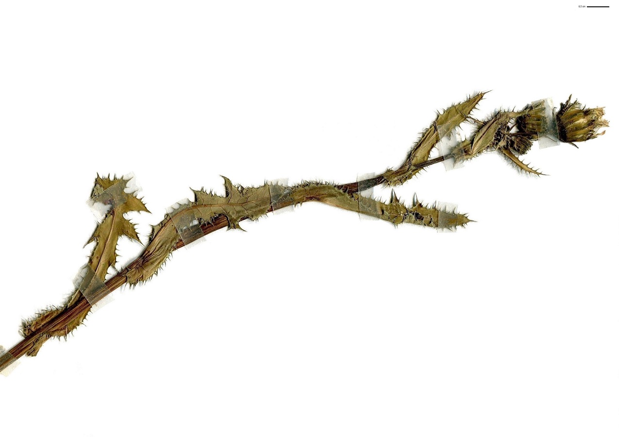Sonchus asper subsp. asper (Asteraceae)